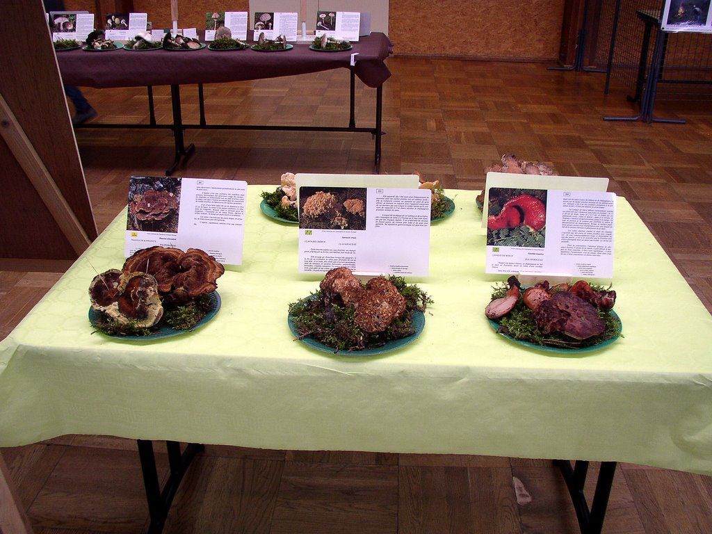 Expo champignons a Conde sur Vesgre 46